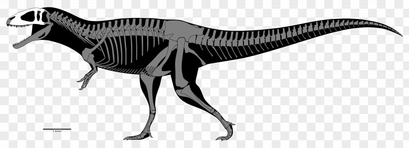 Dinosaur Carcharodontosaurus Tyrannosaurus Allosaurus Acrocanthosaurus Eocarcharia PNG