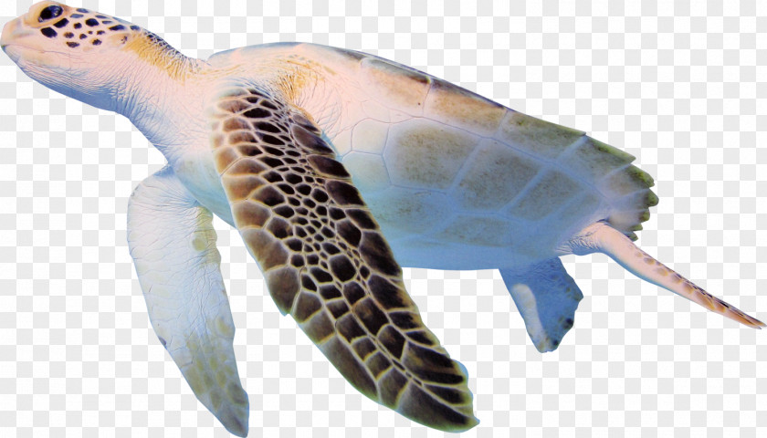 Sea Turtle Cheloniidae Clip Art PNG