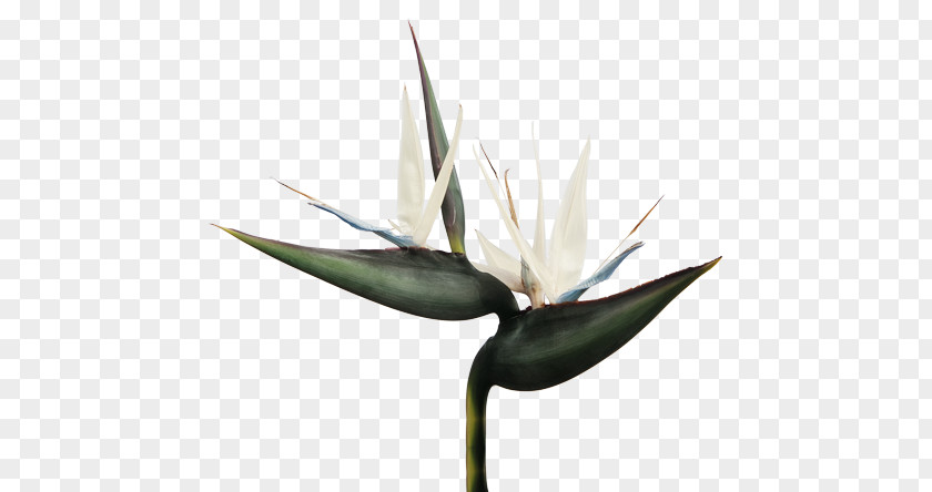Strelitzia Reginae Agave Nicolai Bird Of Paradise Flower Flowering Plant PNG