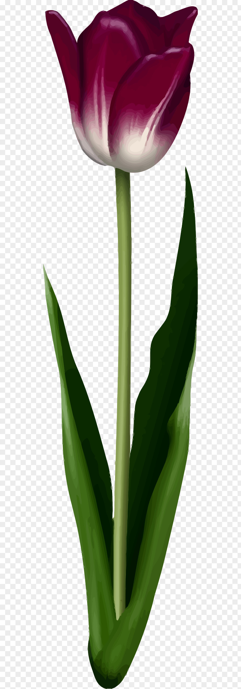 Tulip Flower Photography PNG