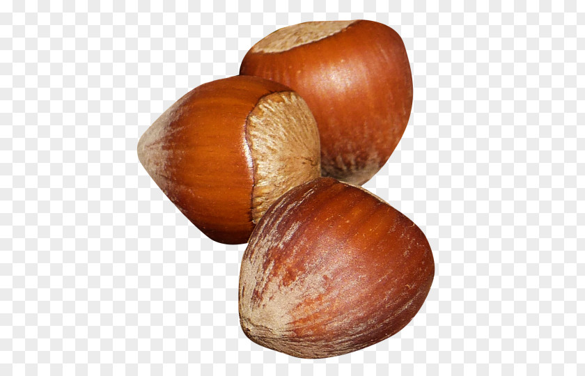 Pecan Nuts Hazelnut Praline Chocolate Truffle PNG