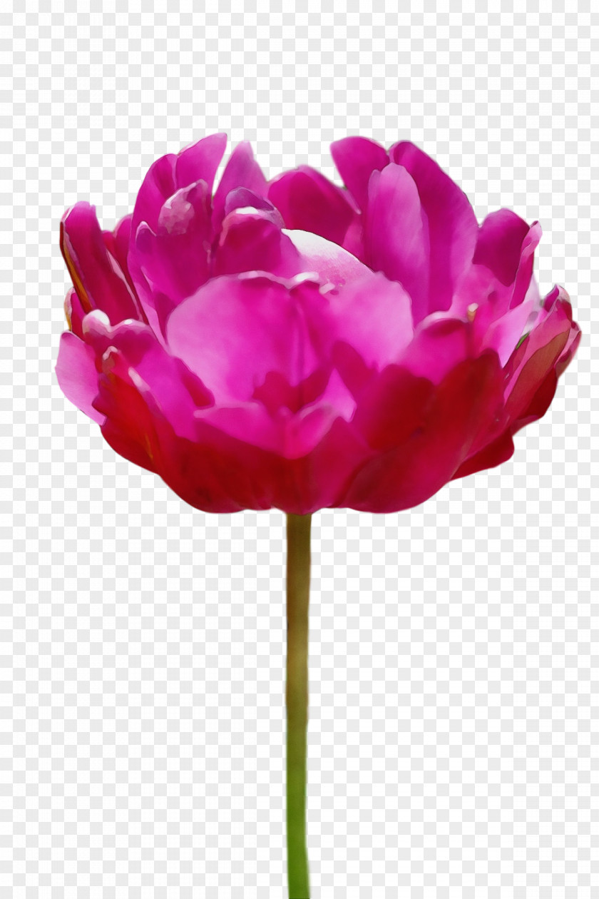 Rose PNG