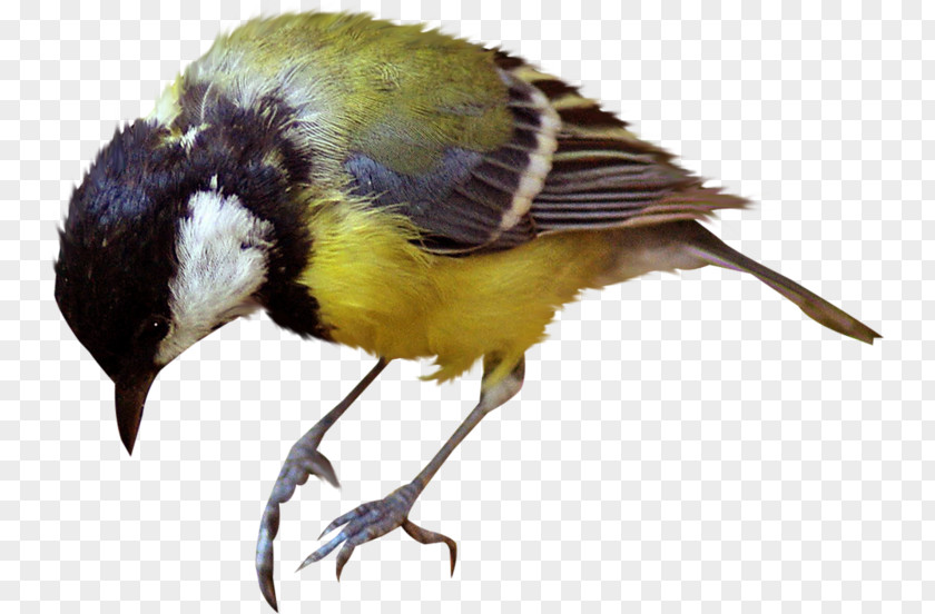 Bird Vocalization Passerine House Sparrow Clip Art PNG
