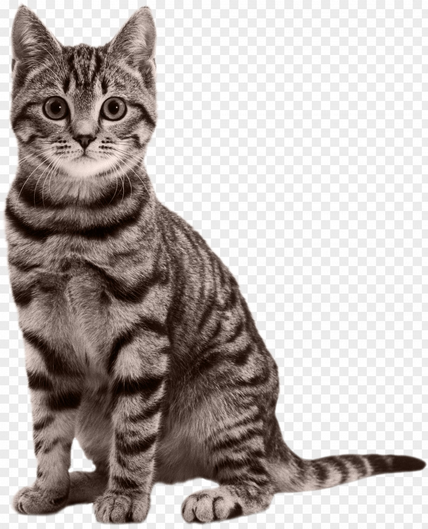 Cats PNG clipart PNG