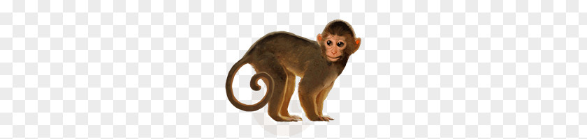 Monkey PNG clipart PNG