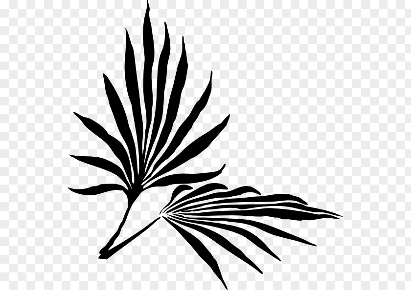 Palm Branch Frond Clip Art PNG
