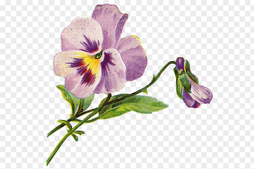 Flower Illustration Pansy Clip Art PNG