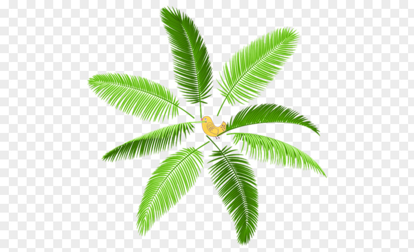 Leaf Arecaceae Photography PNG