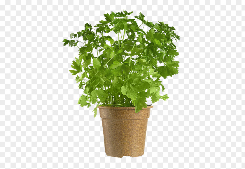 Parsley Coriander Flowerpot Leaf PNG