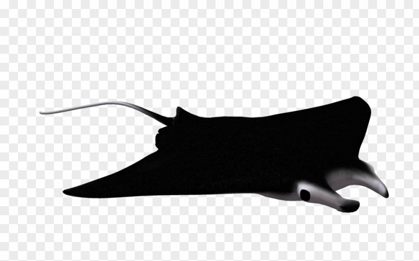 Ray Giant Oceanic Manta Devil Fish Batoidea Clip Art PNG