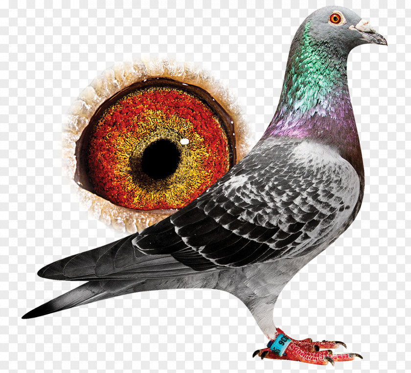 Stock Dove Rock Red Star PNG