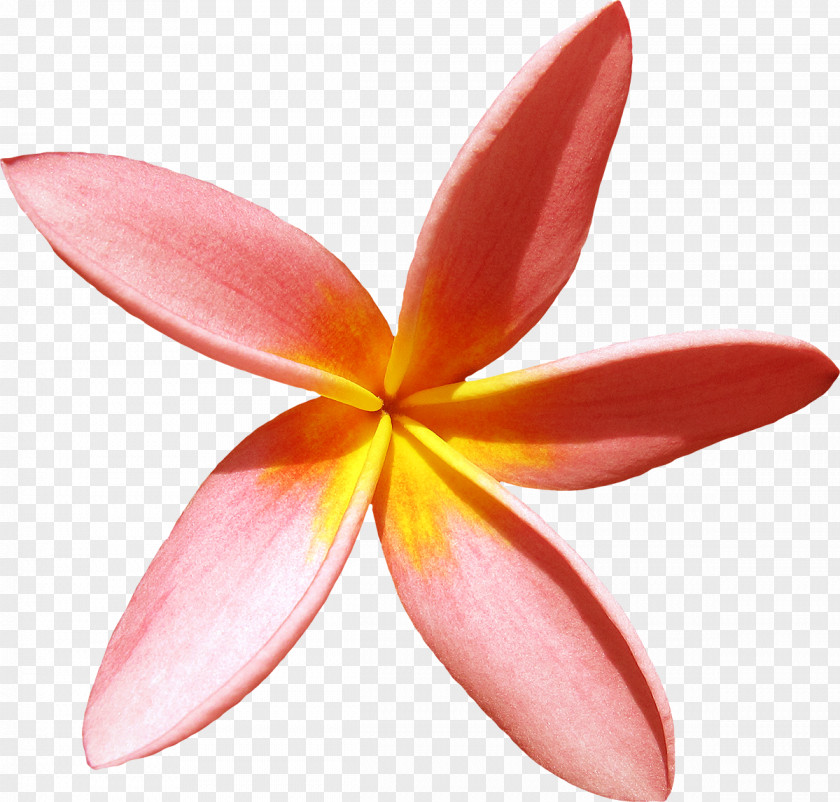 Gerbera Flower Clip Art PNG