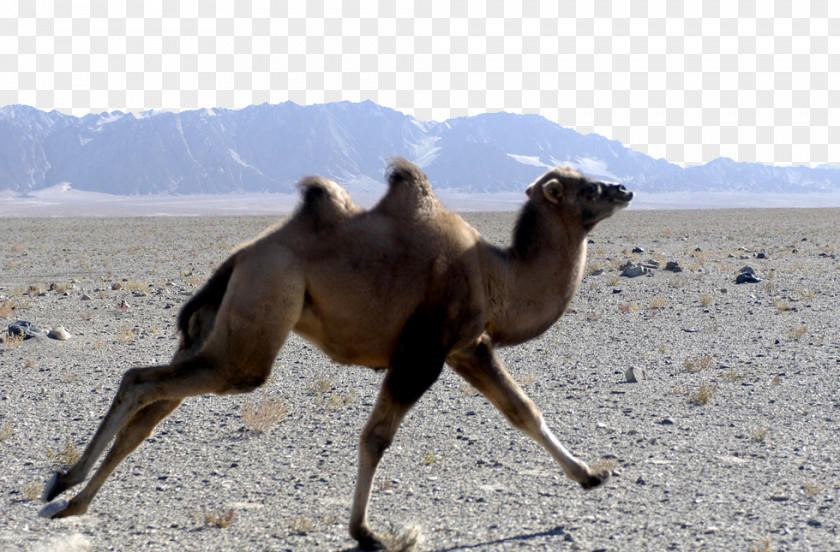 Gobi Camel Wild Bactrian Desert Endangered Species PNG