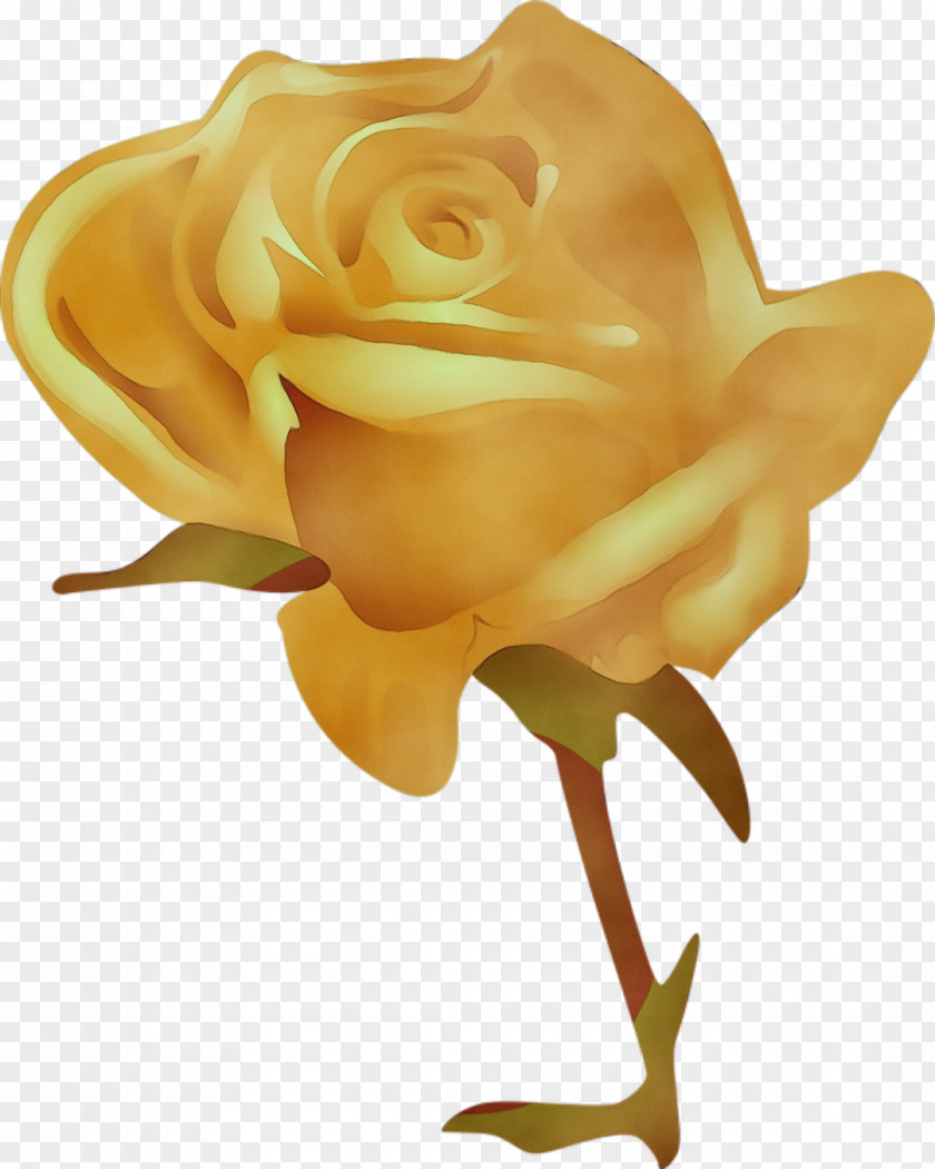 Petal Plant Garden Roses PNG