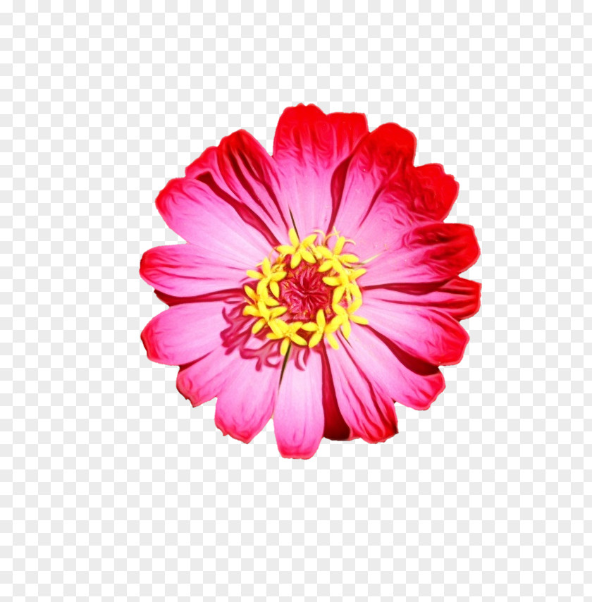 Garden Cosmos Transvaal Daisy Chrysanthemum Dahlia Cut Flowers PNG