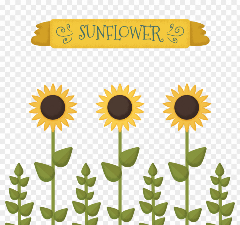 Lovely Sunflower Common Seed Drawing Illustration PNG