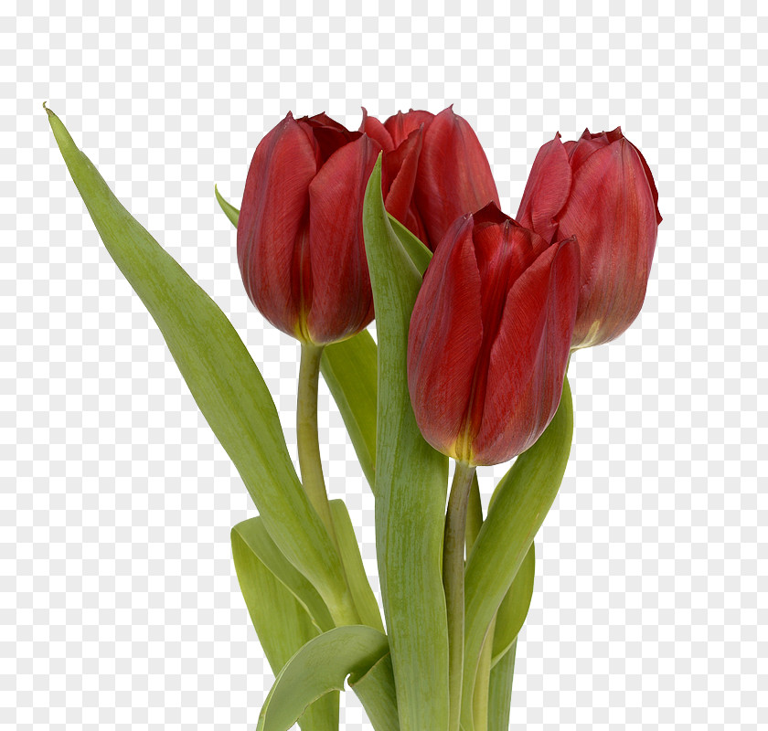 Red Tulips Flower Tulip Stock.xchng Leaf PNG