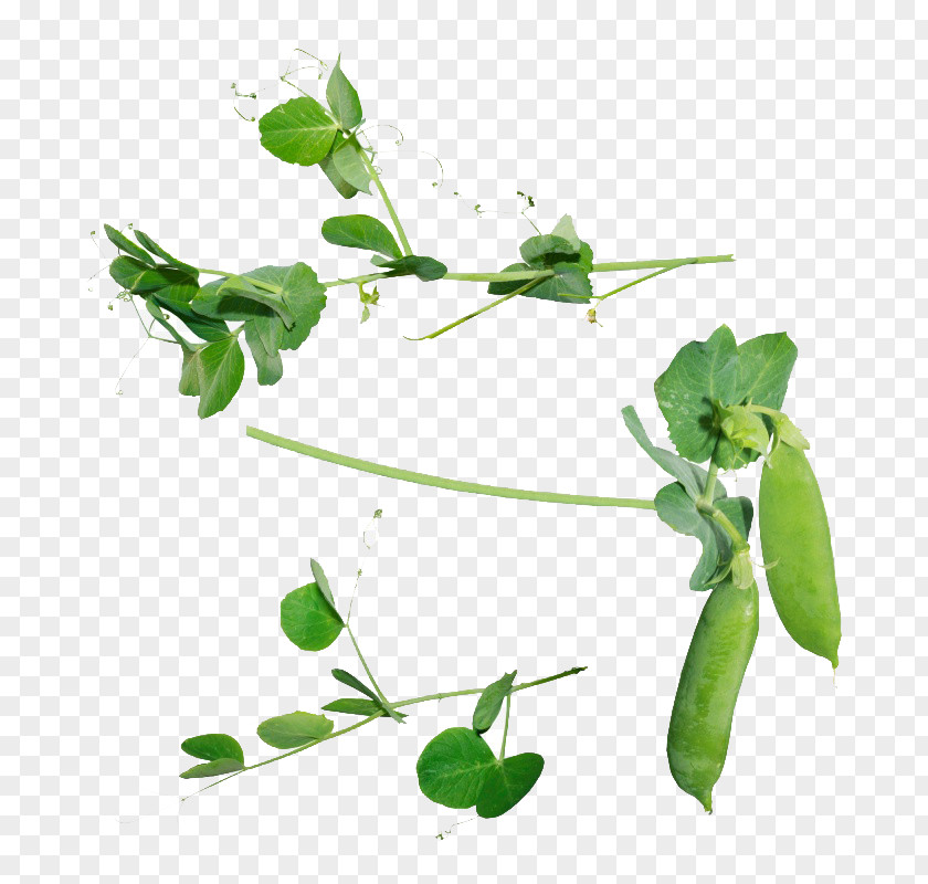 Small Pea Pods Snow Icon PNG