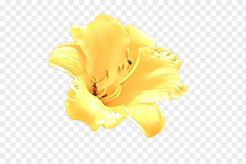 Yellow Petal Flower Plant Daylily PNG
