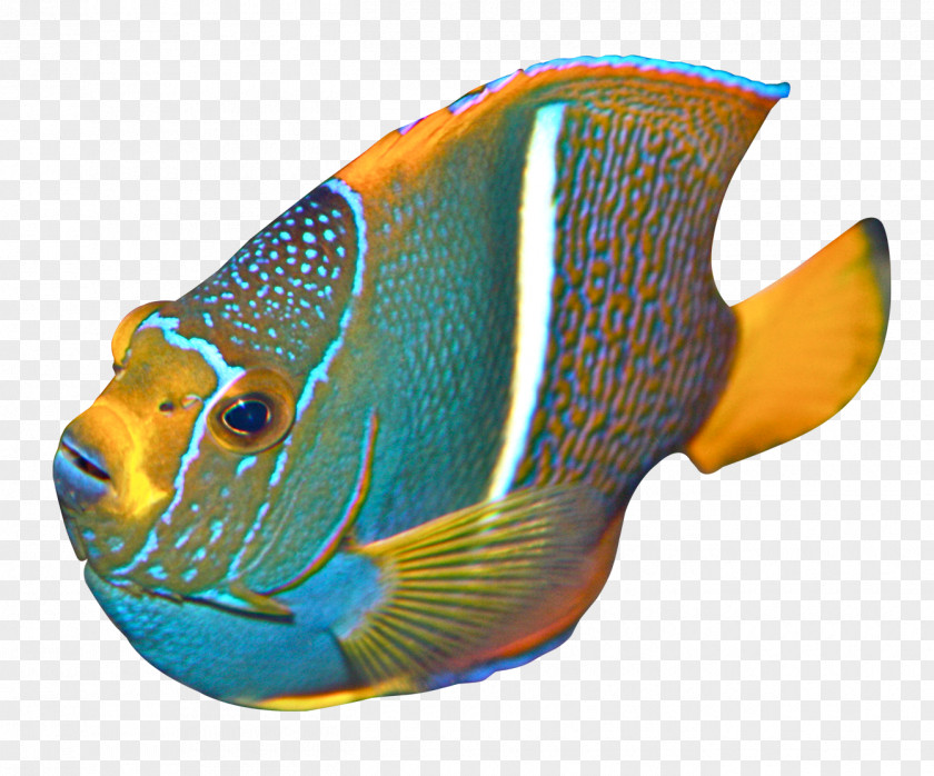 Angelfish Clip Art PNG