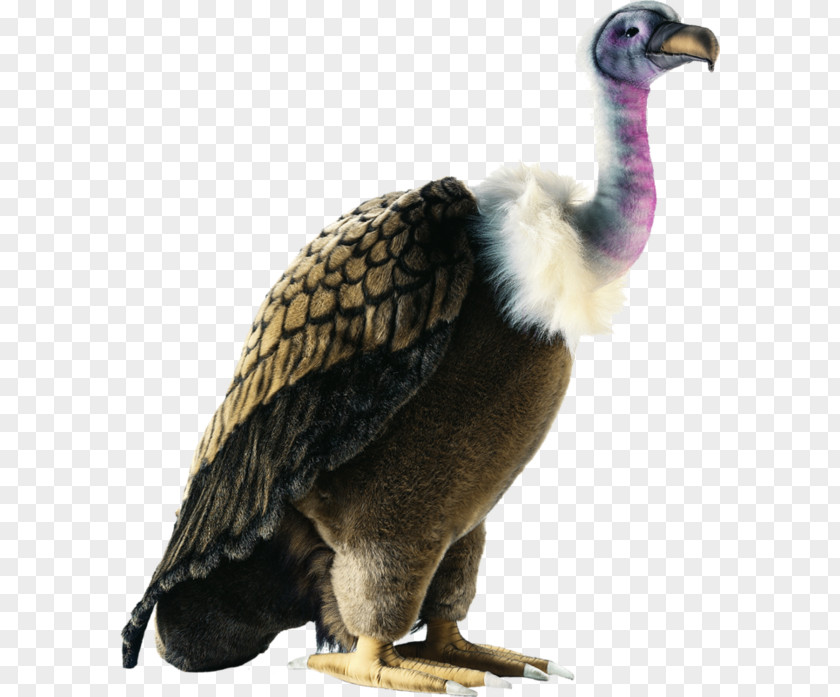 Bird Of Prey Plush Stuffed Animals & Cuddly Toys Vulture PNG