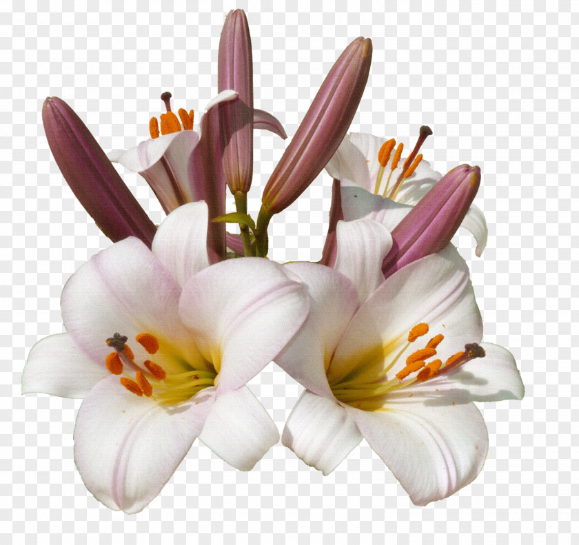 Burgundy Flowers Flower Blume Color PNG