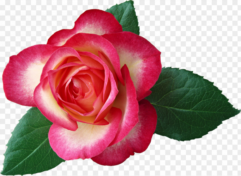 Mary Hybrid Tea Rose Flower Clip Art PNG