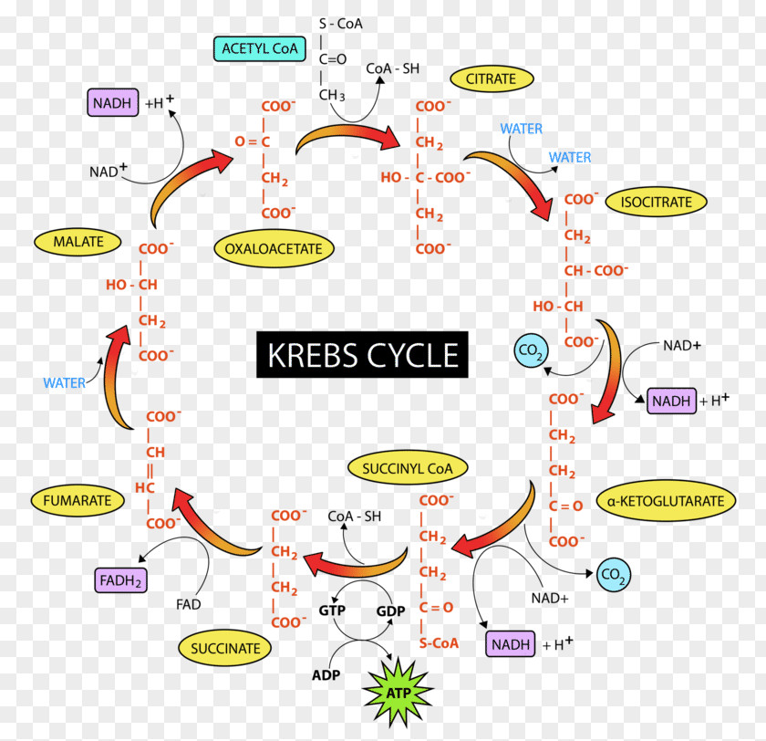 Mitochondria Citric Acid Cycle Glycolysis Cellular Respiration Pyruvic Fructose 1,6-bisphosphate PNG