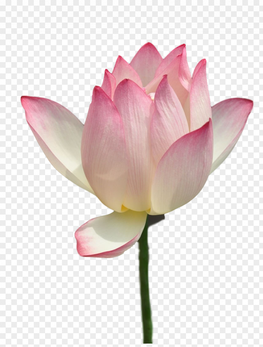 Cultivation Culture Nelumbo Nucifera Pink Clip Art PNG