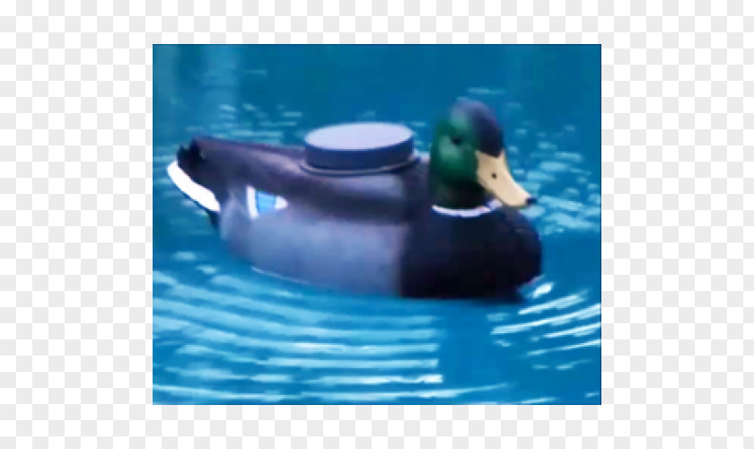 Duck Mallard Water Beak Leisure PNG