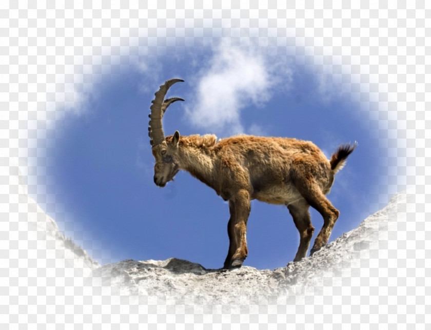 Goat Chamois Alpine Ibex Animal Lynx PNG