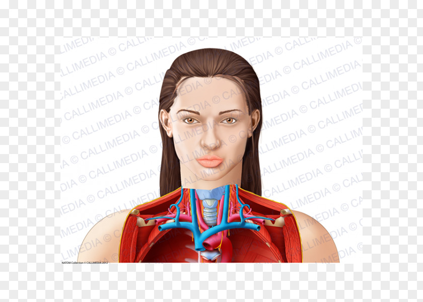 Head And Neck Human Anatomy & Physiology Muscle Chin PNG