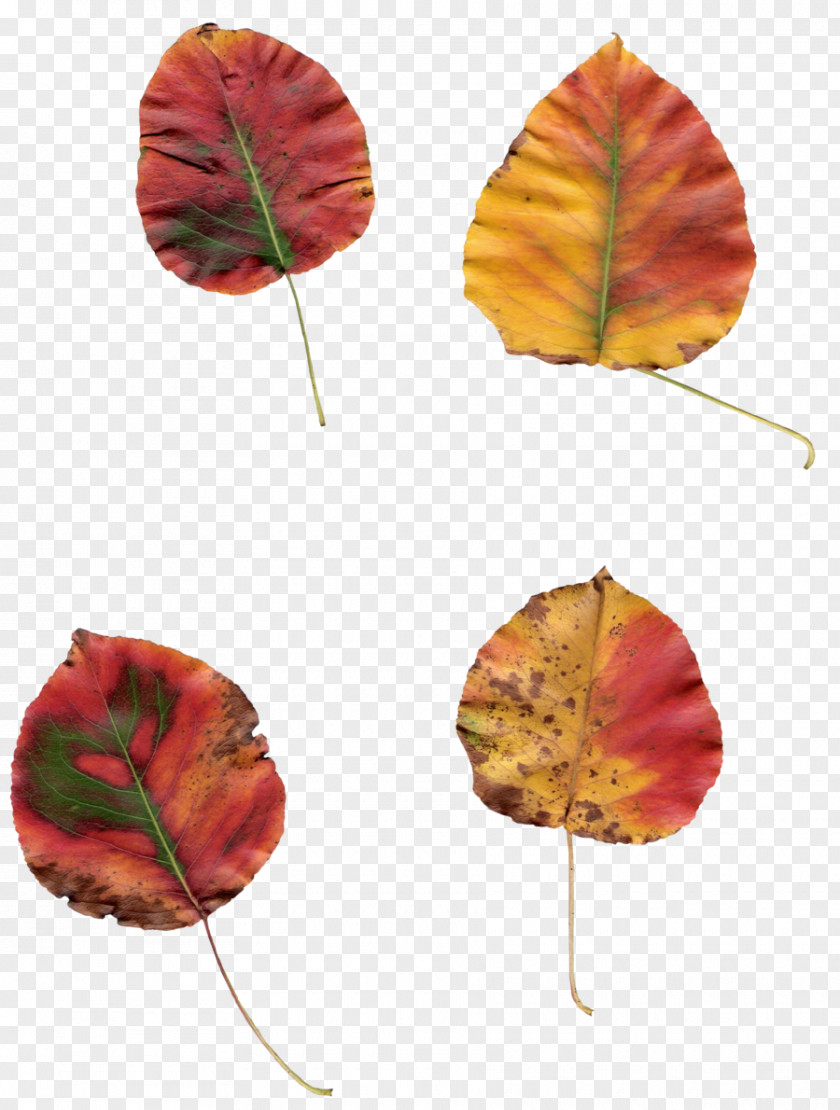 Leaf PNG