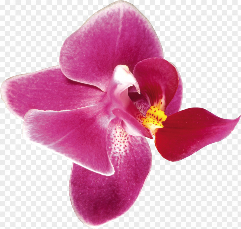 Orchid Orchids FIBERAM Clip Art PNG