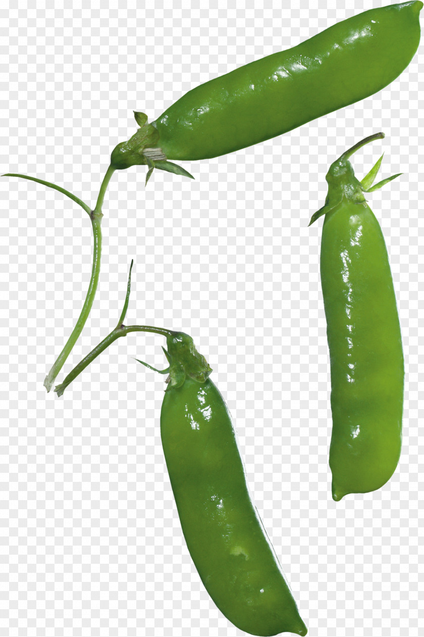 Pea Clip Art PNG