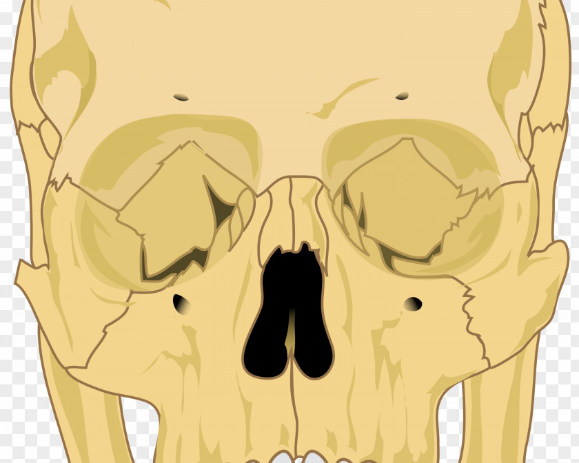 Skulls Skull Human Skeleton Bone Anatomy PNG