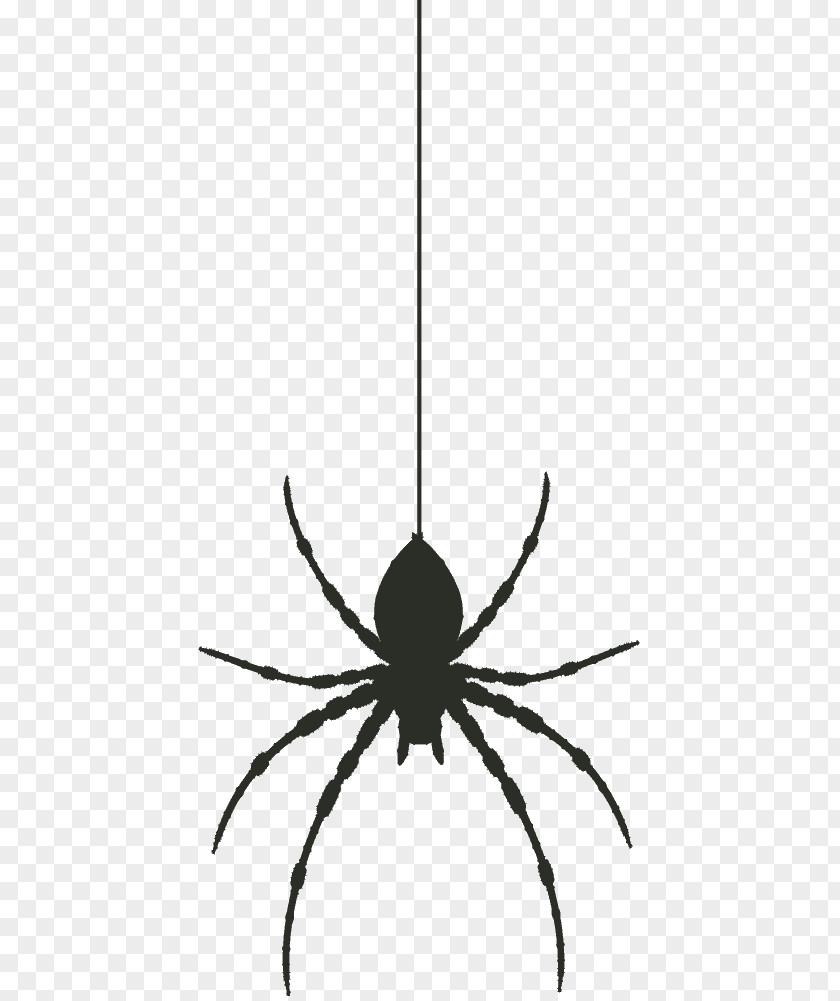 Spider Widow Spiders PNG