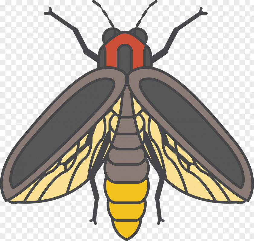 Bee Beetle Firefly PNG