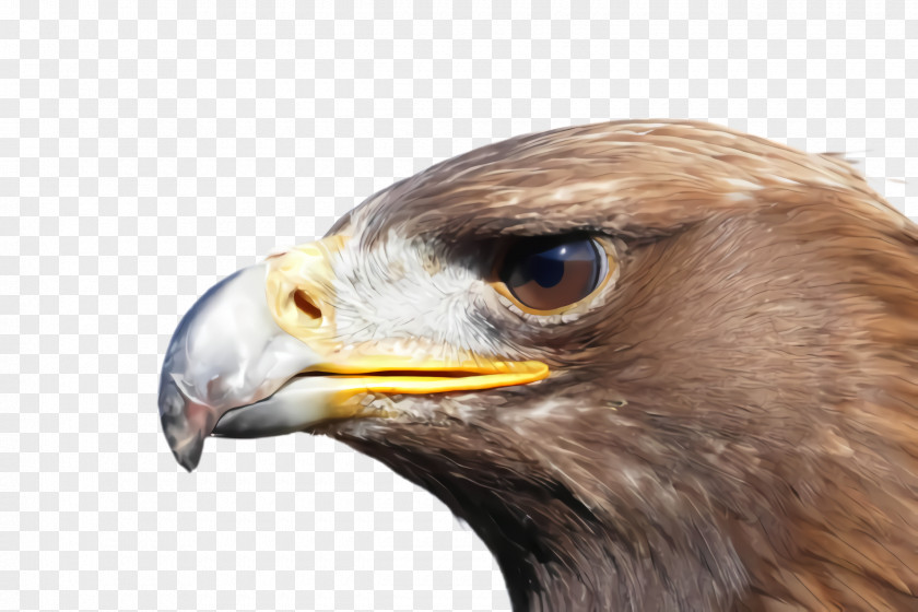 Bald Eagle Accipitridae Bird Beak Of Prey Golden PNG