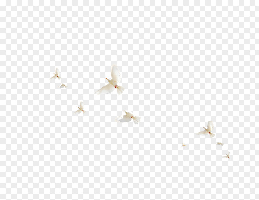 Birds Fly PNG fly clipart PNG