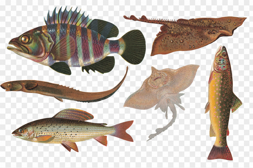 Fish Animal Clip Art PNG