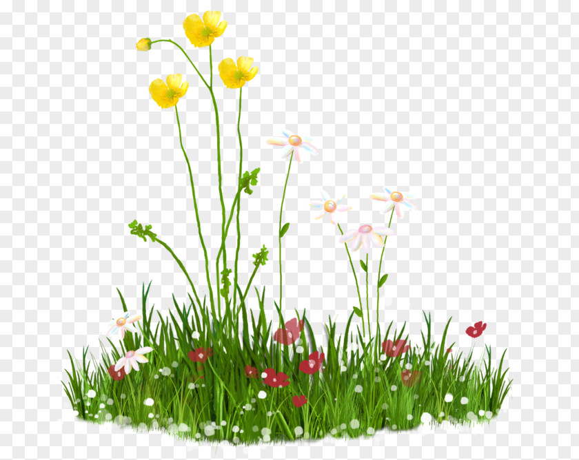 Flower Lawn PNG