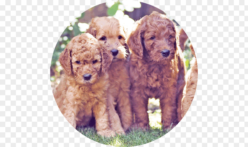 Puppy Miniature Poodle Cockapoo Toy Goldendoodle Schnoodle PNG