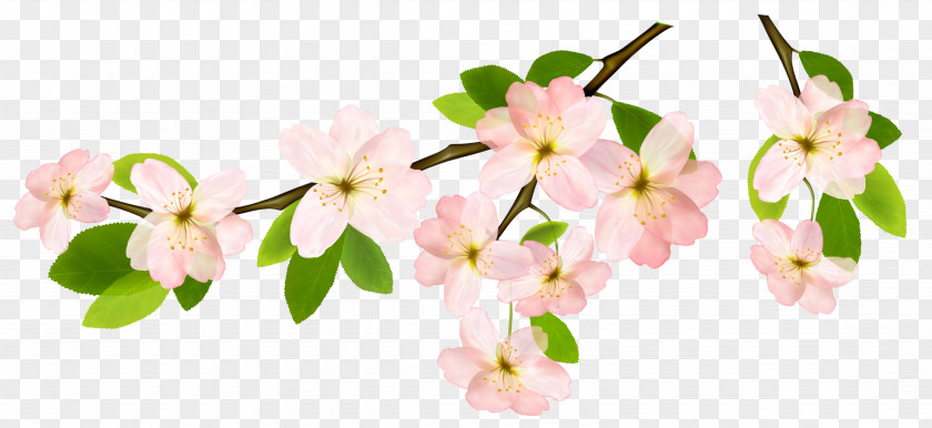Spring Branch Flower Clip Art PNG