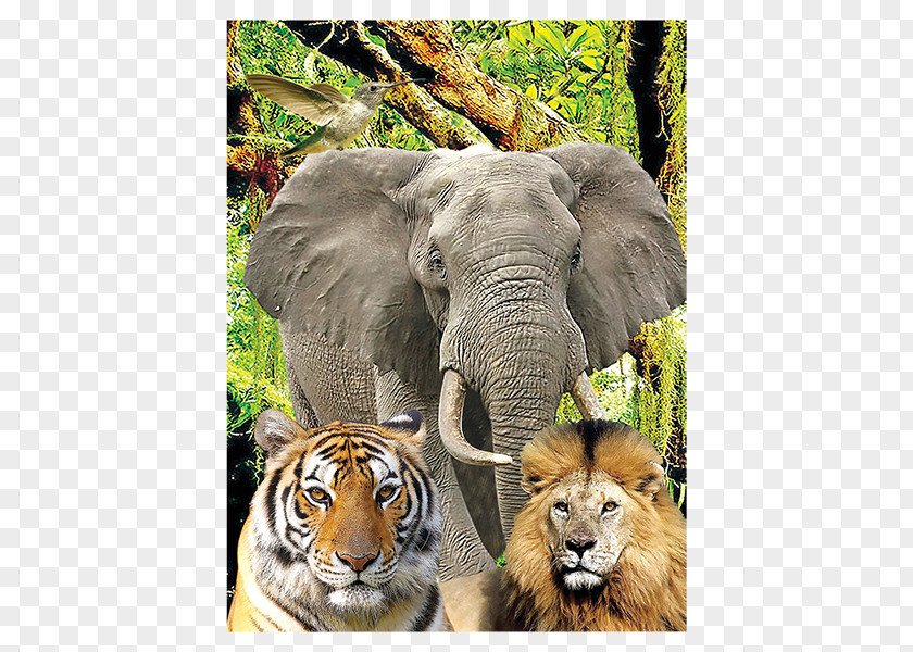 Animal Family Jigsaw Puzzles Three-dimensional Space Indian Elephant Ravensburger Mechanical PNG