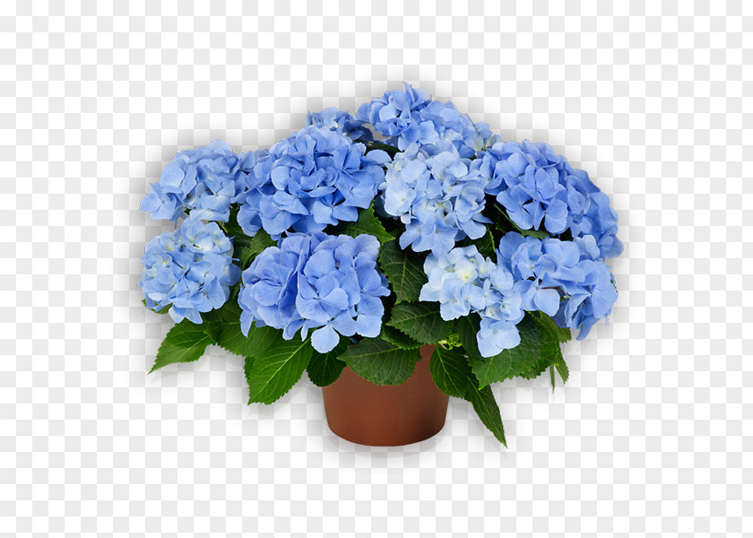 Flower Hydrangea Flowerpot Floral Design Cut Flowers PNG