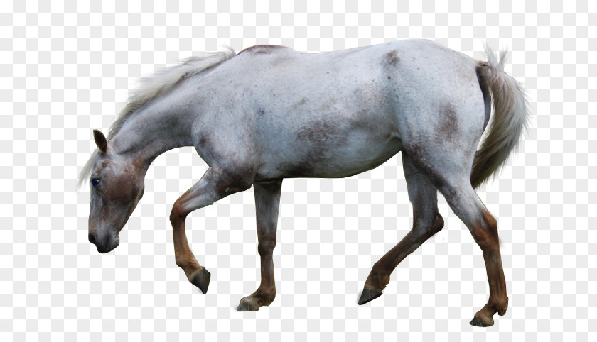 Horse Head Mustang Appaloosa American Paint Stallion Aegidienberger PNG