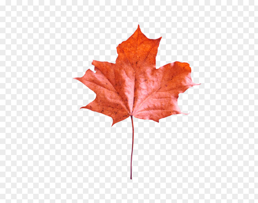Maple Leaf Download PNG