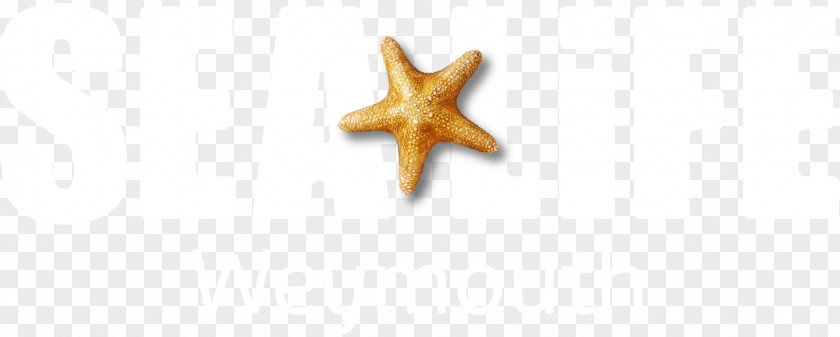 Starfish Body Jewellery PNG