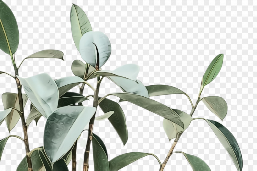 Eucalyptus Houseplant Plant Flower Leaf Tree Flowering PNG
